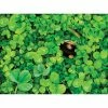Budget 🔥 Traditions Shamrock Challenge Puzzle 💯 -Traditions Shop PZ35206